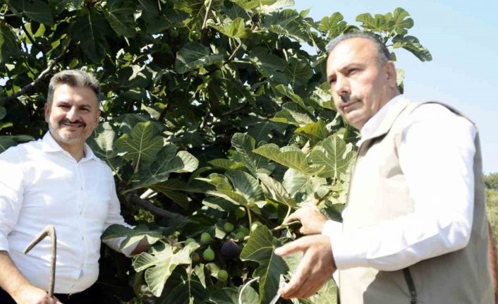 Mudanya’da kraliçe incirinin hasadı başladı