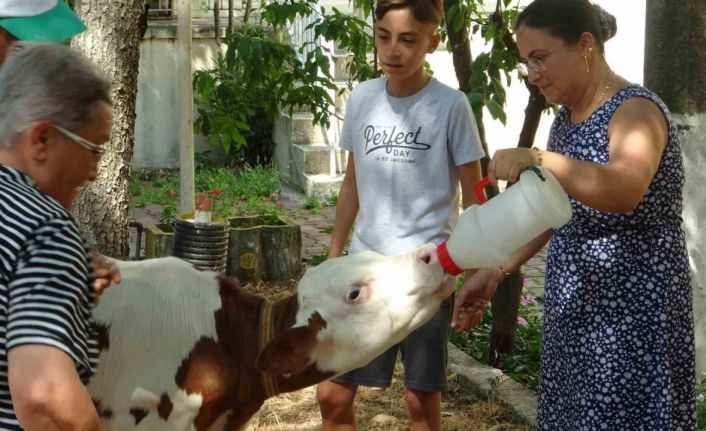 Muğla’da ‘Buzağı Güzellik Yarışması’ düzenlendi