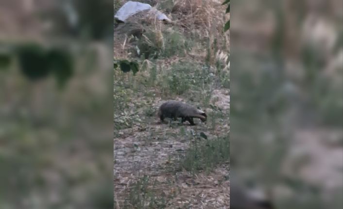 Muğla’da kırmızı listedeki porsuk görüntülendi