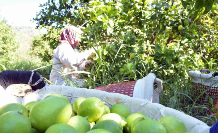 Muğla’da limon üretiminde yüzde 222 artış bekleniyor
