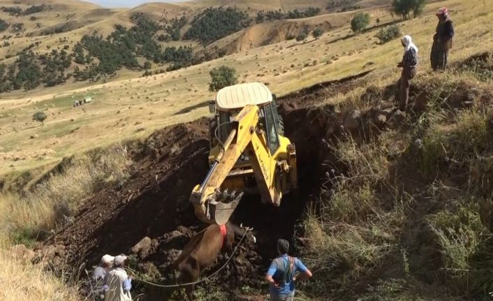 Muş’ta dereye düşen inek iş makinesiyle kurtarıldı