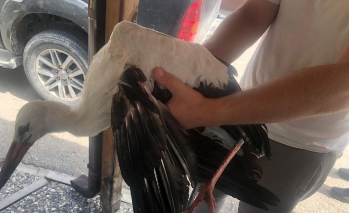 Ormancıların bulduğu yaralı leylek doğal yaşam alanına salındı