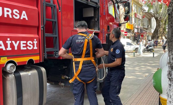 (Özel) 152 yıllık anıt ağaçta mahsur kalan kuş itfaiye ekipleri tarafından kurtarıldı