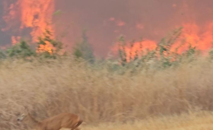 (Özel) Çanakkale’deki yangın en çok onları etkiledi...Alevlerden kaçan karaca böyle görüntülendi