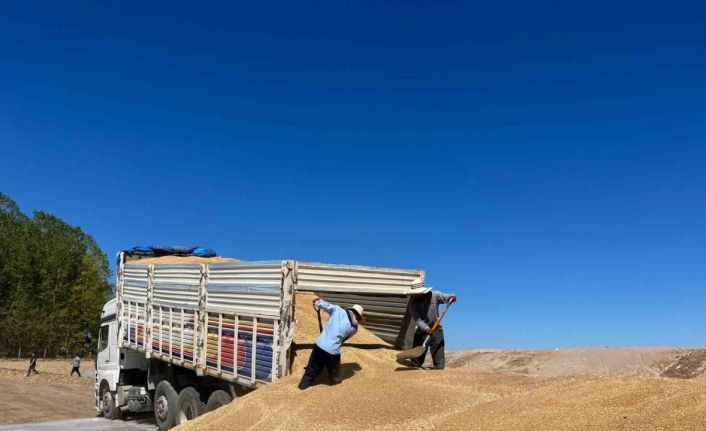 (ÖZEL) TMO hububat alımında rekor kırdı