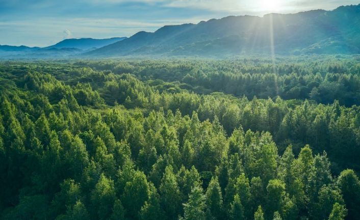 Özhan Market’ten “Daha yeşil bir dünya” için fidan kampanyası