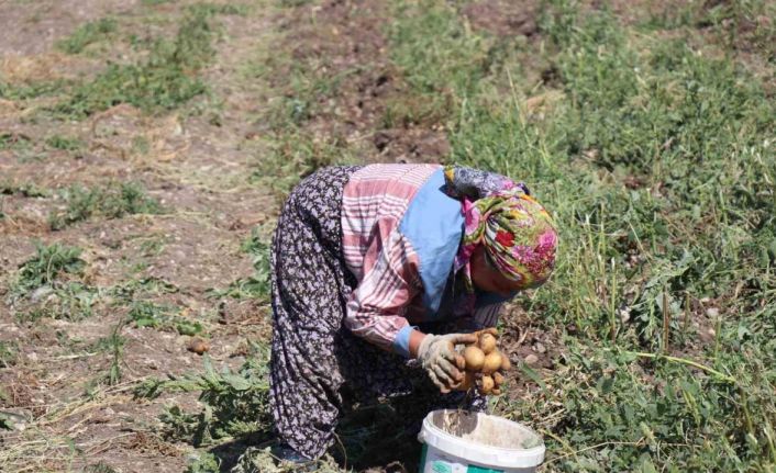 Patates diyarı Bolu’da hasat başladı