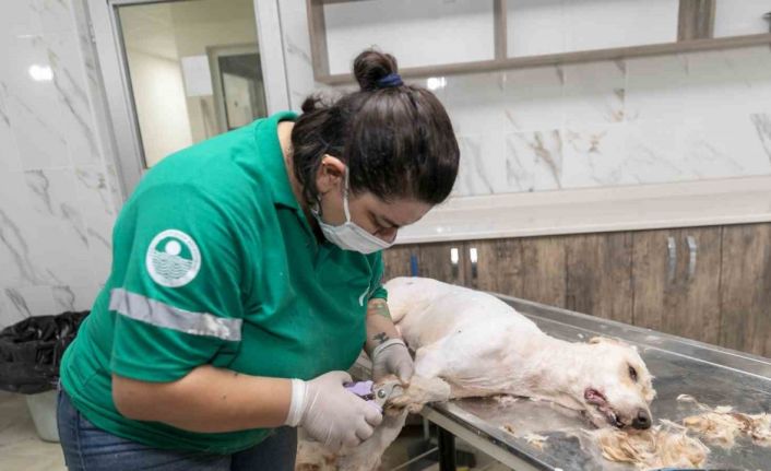 Patili dostların sağlığı ve konforu için özel hizmet: Pet Kuaför