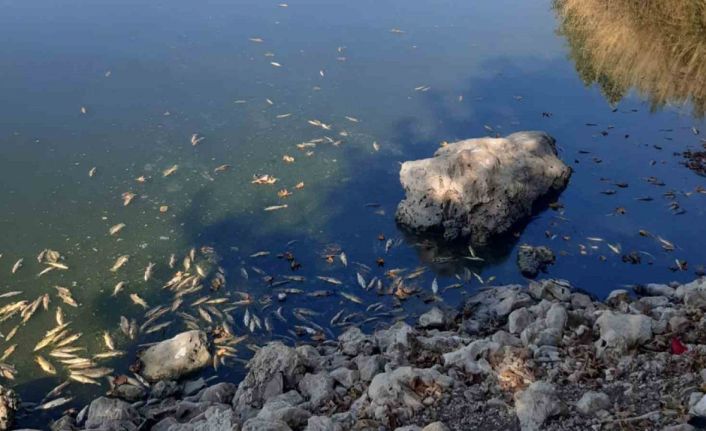 Pazarcık’ta gölde toplu balık ölümleri