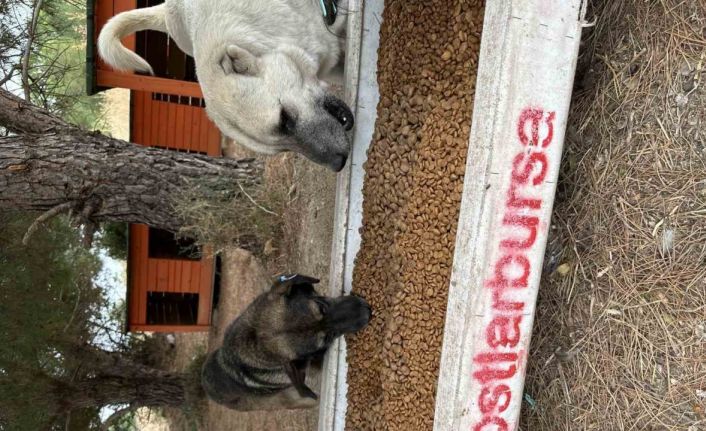 Perseid metor yağmurunda sokak hayvanları için yüzlerce kilo mama topladılar