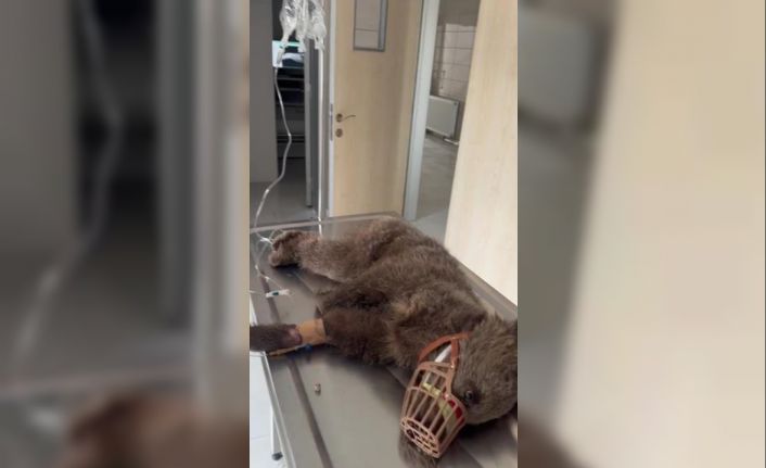 Sağlığına kavuşan yavru boz ayı doğaya bırakıldı