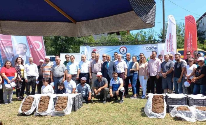 Samsun’da çilek üreticisine 750 bin fide desteği