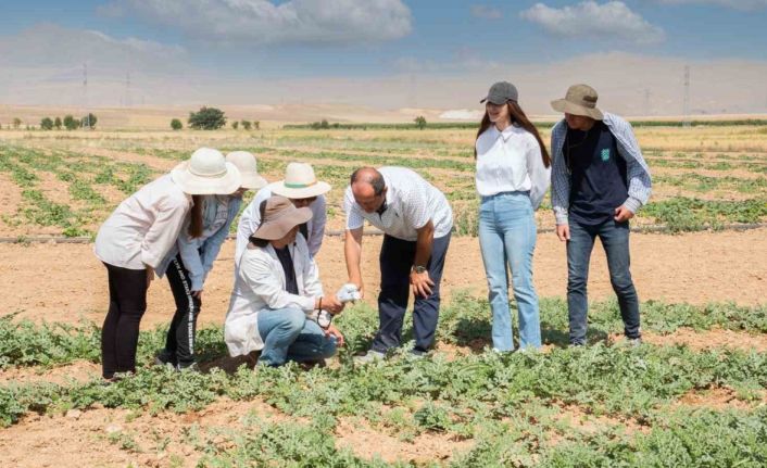 Selçuk Üniversitesi, karpuz ve kavun üretiminde su tasarrufunu hedefliyor