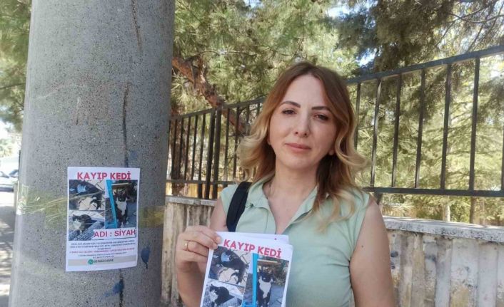 Selma Öğretmen, kaybolan kedisini arıyor