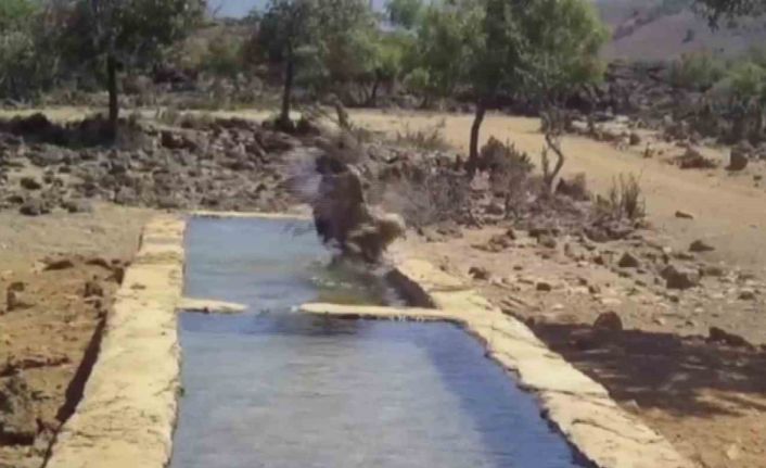 Serinlemek isteyen yabani hayvanlar yalağa girdi, o anlar fotokapanla görüntülendi