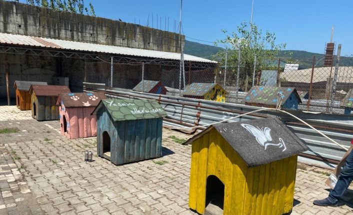 Sokak hayvanlarının yuvalarını tadilat yapıp boyadılar