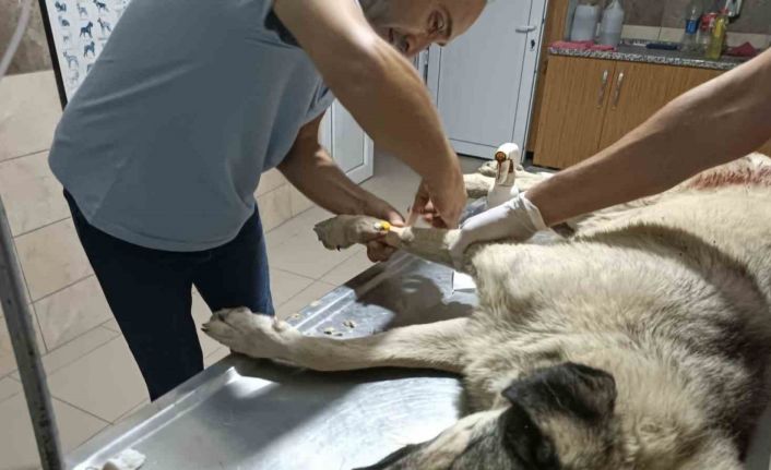 Sokak köpeği av tüfeği ile vuruldu