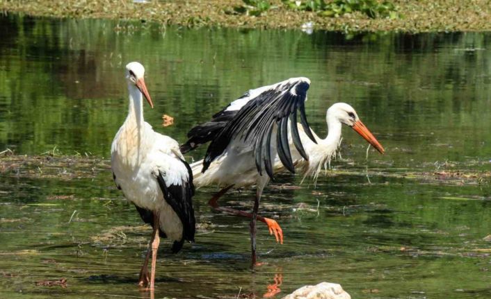 Tedavileri tamamlanan yavru leylekler doğaya bırakıldı