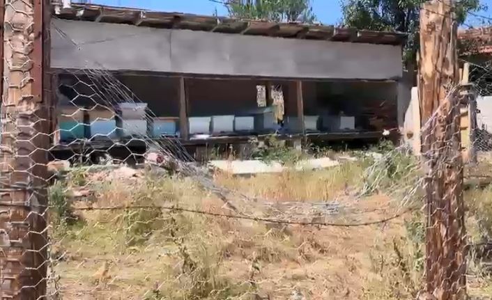 Tel örgülü önlem ayıları durduramadı: Korumaya çalıştığı arıları telef oldu