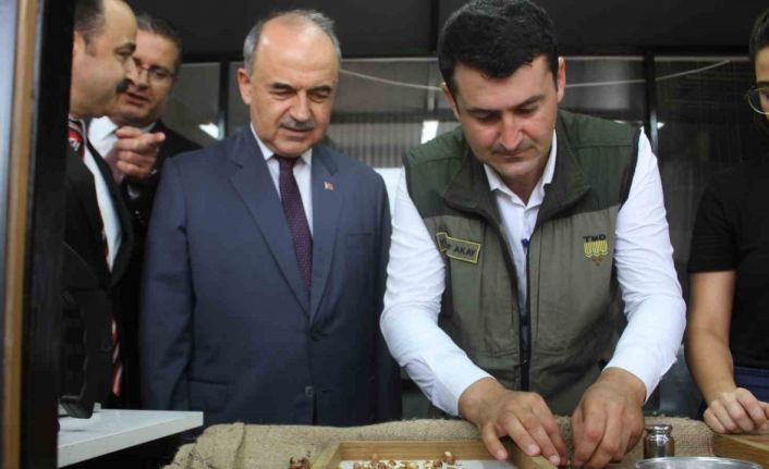 TMO Ordu’da fındık alımlarına başladı: İlk fındık 90 liradan satıldı