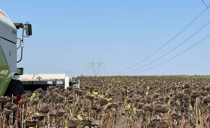 Trakya’da etkili olan aşırı sıcaklar geç ekilen ayçiçeğini olumsuz etkiliyor