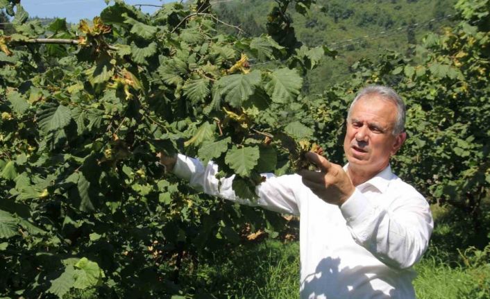 TTB Başkanı Eyyüp Ergan: “Açıklanan fındık fiyatları piyasa şartlarına göre uygundur”