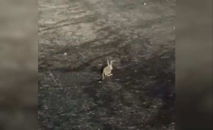 Tunceli’de kırmızı listedeki Arap tavşanı görüntülendi
