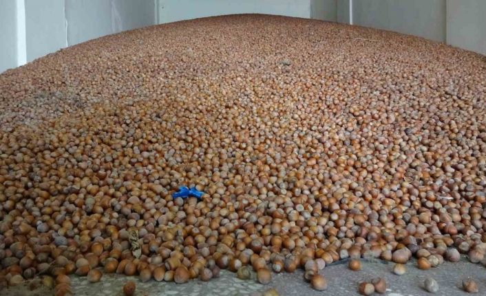 Türkiye, son 10 yılda fındık ihracatından 20 milyar doların üzerinde döviz girdisi sağladı