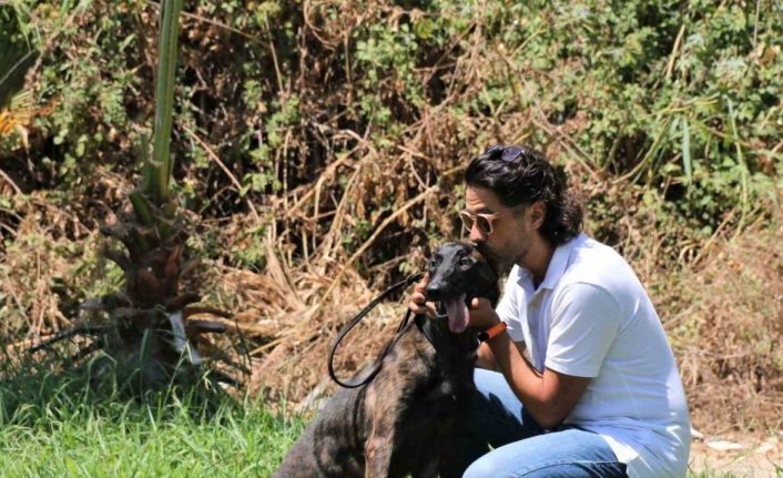 Türkiye’de nadir bulunup barınaktan kaçan Dutch Shepherd cinsi köpek için seferber oldular