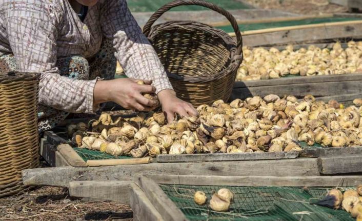 Türkiye’nin dünya lideri olduğu kuru incir, kuru üzüm ve kuru kayısı ihracatı 1 milyar doları aştı
