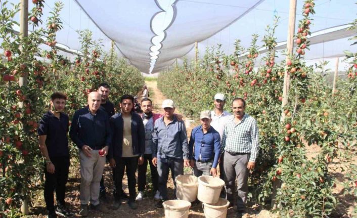 Türkiye’nin elma deposu Karaman’da 55 gün sürecek olan elma hasadı başladı