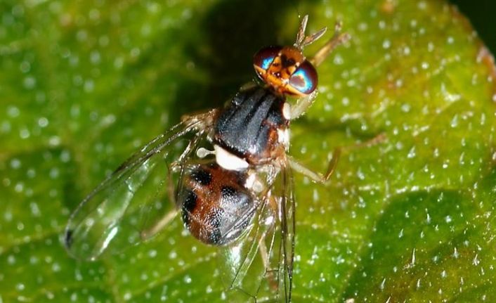 Üreticilere zeytin sineği uyarısı