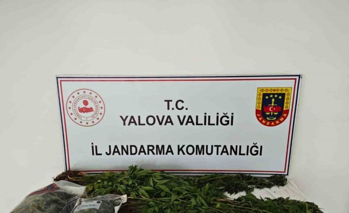 Yalova’da kenevir yetiştirilen villaya operasyon: 1 tutuklama