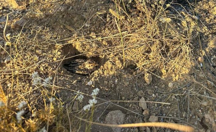 Yangının ortasında kalan bıldırcın kurtarıldı