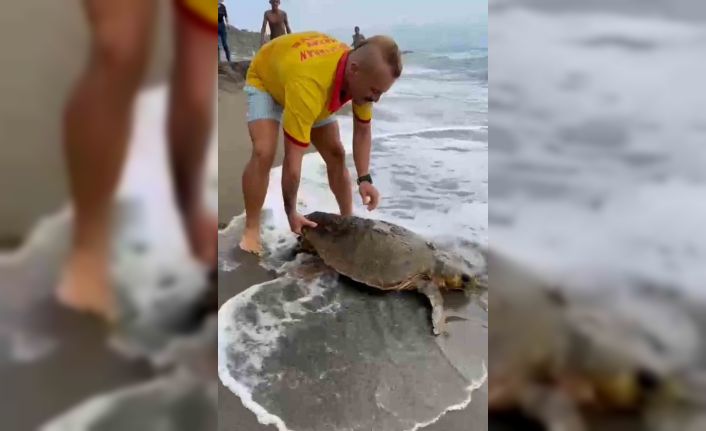 Yaralı caretta caretta sahile vurdu