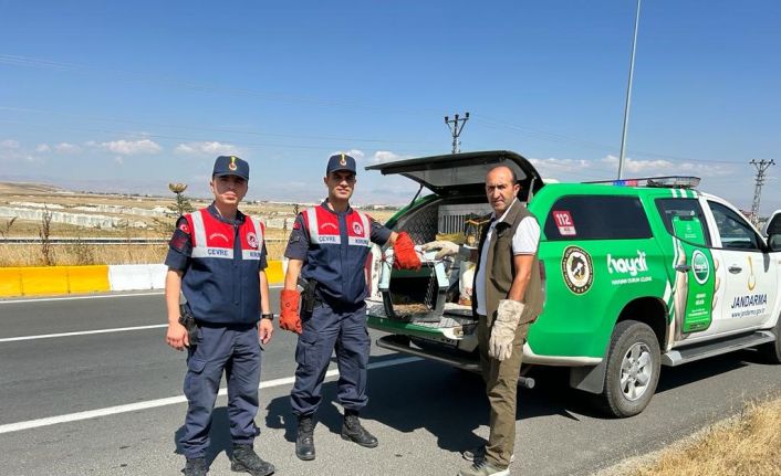 Yaralı tilki tedavi altına alındı