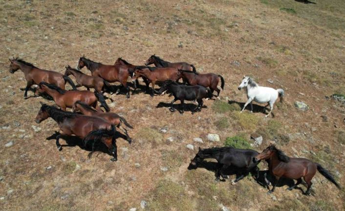 Yaylaların özgür ruhları yılkı atlarının oluşturduğu görsel şölen böyle görüntülendi