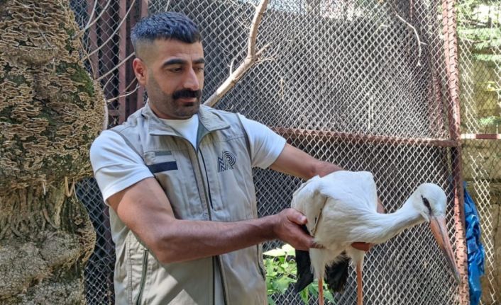 Yorgun ve bitkin halde bulunan yavru leylek tedavi altına alındı