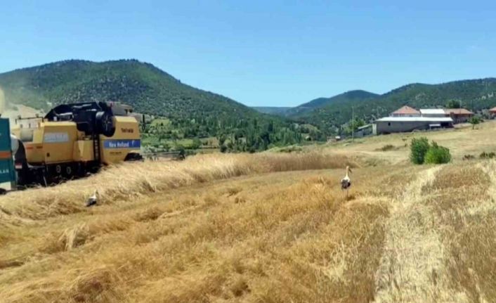 Yozgat’ta leylekler hasat edilen tarlalarda yiyecek arıyor