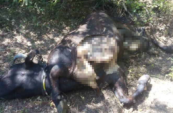 Aç kalan ayı ineği parçaladı