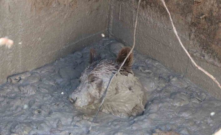 Aç kalan bozayı, ölü tavukların atıldığı kuyuya düştü