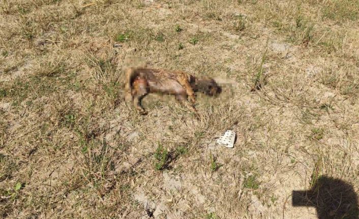 Alibey Barajı’ndaki köpek ölülerini İSKİ temizlemeyince, Sultangazi Belediyesi topladı