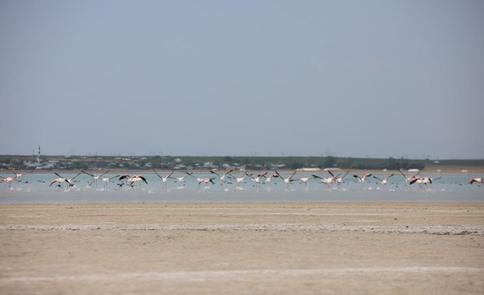 Arin Gölü’nün renkli misafirleri çevredeki vatandaşların ilgi odağı oldu