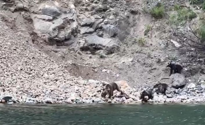 Artvin’de tekne ile baraj gölünde yapılan turlar hayvanat bahçesi turlarını aratmıyor