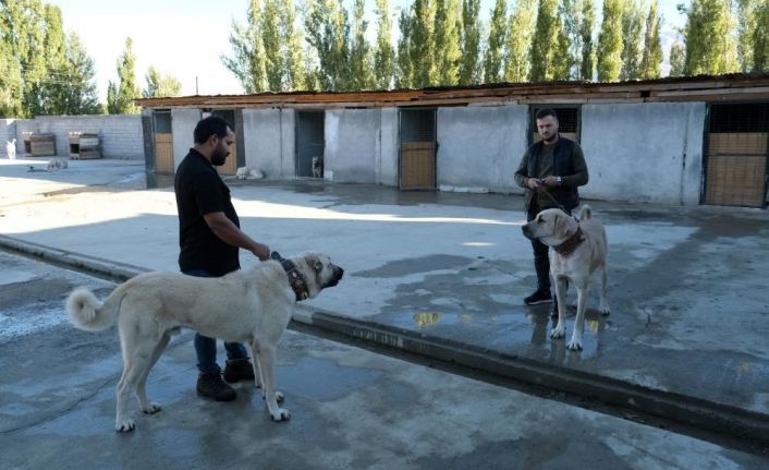 Avrupa ülkelerinden bile talep gören saf ırk köpekler, Erzincan’da yetiştiriliyor