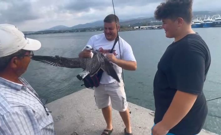 Balıkçıların oltasına bu kez balık değil martı takıldı