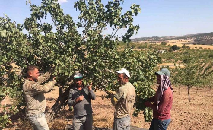 Besni’de Antep Fıstığı hasadı başladı