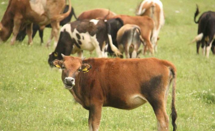 Beyşehir’deki tüm büyükbaş hayvanlar aşılanacak