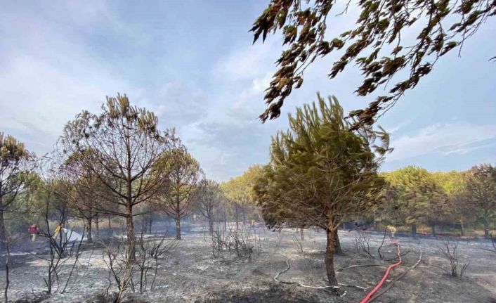 Biga’da çıkan orman yangını büyümeden söndürüldü