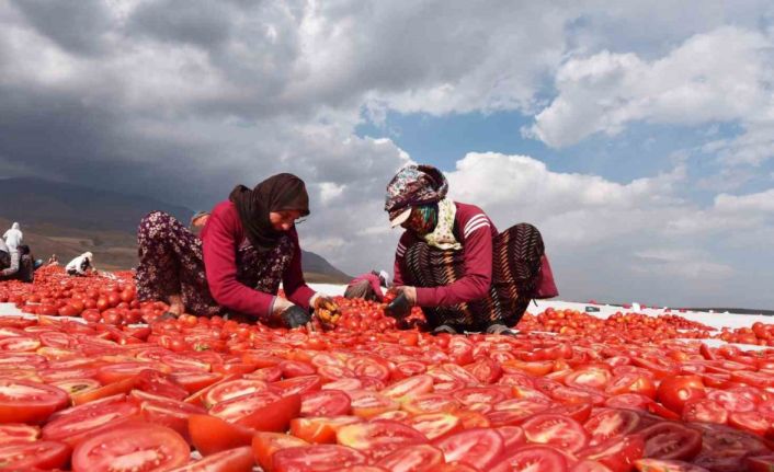 Bitlis’ten İtalya ve Avrupa’ya kurutmalık domates